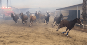 Horses running in panic as california wildfire gets close.