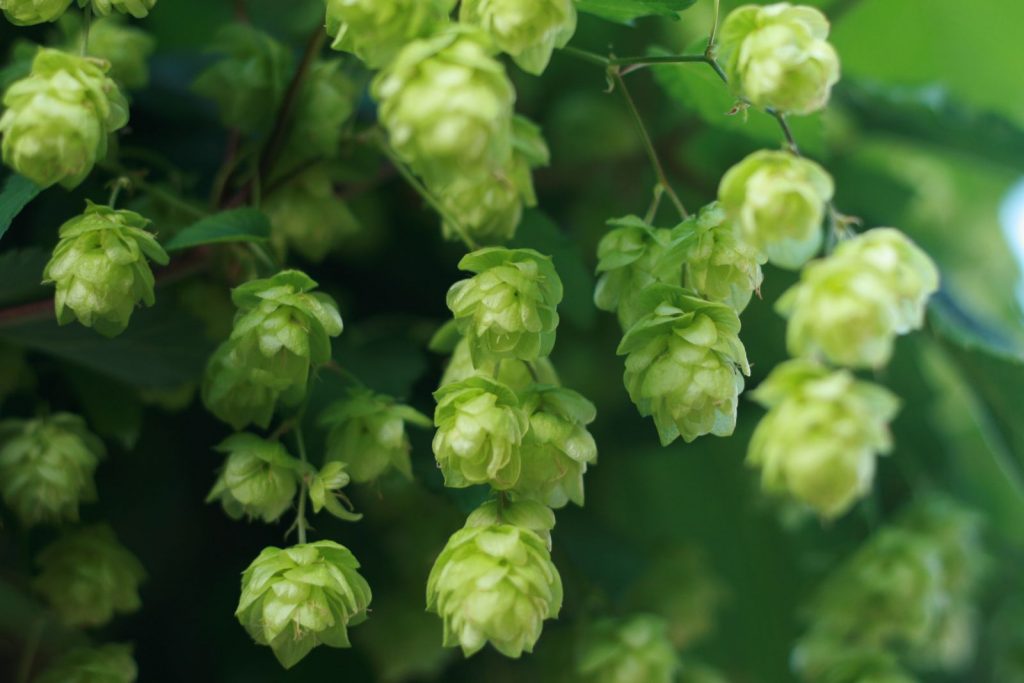 Green hop cone flowers are ready to be harvested and brewed in beer.