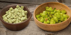 Bowls of pelletized hops and fresh hops on the table.